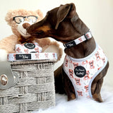 Pet Pooch Boutique Collars