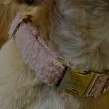 Engraved Teddy Bear Collars
