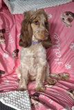 Personalised Waffle Back Pet Blanket