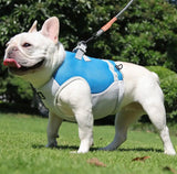 Dog harnesses 