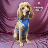 Dog harness blue front 