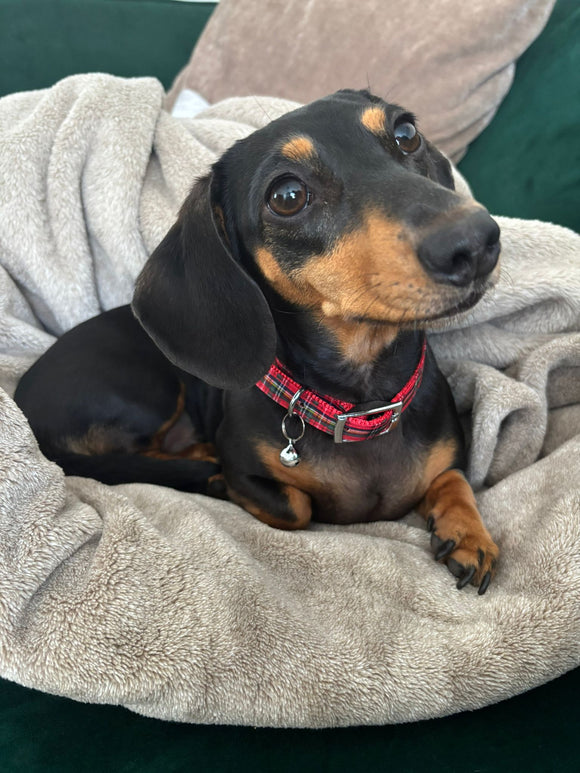 Tartan collar with bell